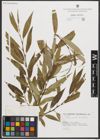 Foto von Salix neotricha Goerz